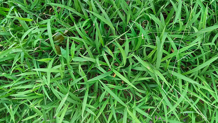 Portrait of green grass, in a garden that grows beautifully and freshly