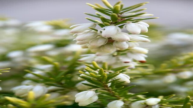 white evergreen flower erica, spring, macro, heather, plant life, flowering, first flowers, close up, gardening, natural background, screensaver, postcard, banner