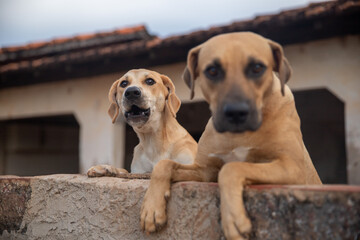 Dois caramelos no muro