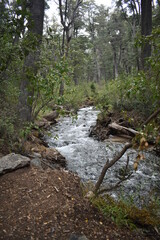 agua del rio que fruye en el bosque con rocas, troncos y ramas a su alrededor