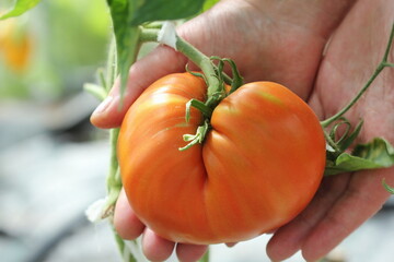 Big red tomato in farmer hands