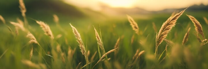 Hierba silvestre o pasto alto verde con espigas  moviendose al viento bajo la luz del sol. Paisaje rural, imagen tamaño banner - obrazy, fototapety, plakaty