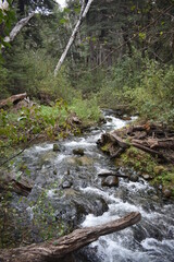 Fototapeta na wymiar agua del rio que fruye en el bosque con rocas, troncos y ramas a su alrededor
