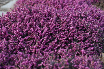 Obraz premium Fragrant lavender. Pink young flowers. Plant care.