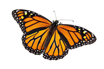 Fototapeta premium beautiful monarch butterfly, isolated on transparent background