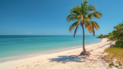 Palm Tree on Sandy Beach