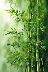 Fototapeta na wymiar Bamboo plant in a green forest