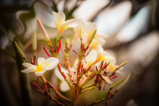 Flor de Jasmim Manga