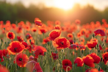 A vibrant field filled with red flowers basks in the warm glow of the sun, Field of red poppies with the phrase 'Lest We Forget' on Memorial Day, AI Generated