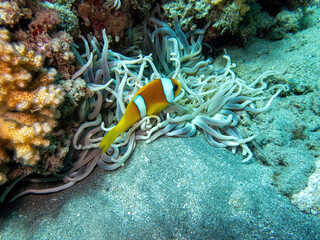 Coral with clownfish during a dive in Bali