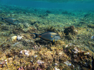 Sohal surgeonfish in the coral reef during a dive in Bali