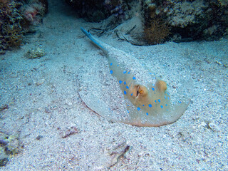 Blue spotted rays in the coral reef during a dive in Bali