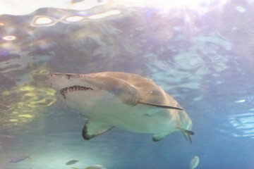 A shark at Ripley's Aquarium of Canada.