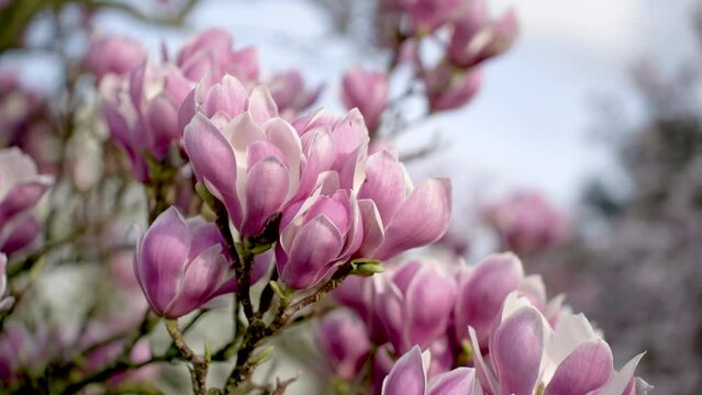 pink flowers of magnolia tree