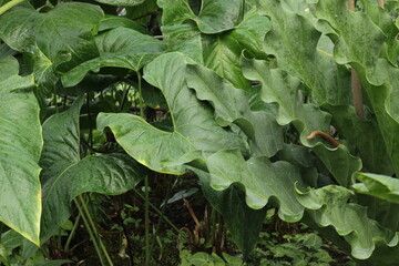 Tropical green leaves growing in the jungle.