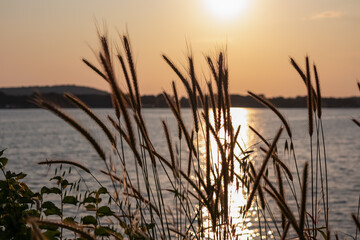 Silhouette of wheat grass at romantic sunset at coastline of Kamenjak Nature Park. Calm atmosphere...