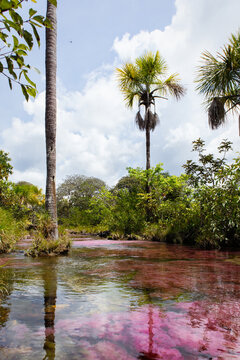 Rio de colores san jose del guaviare