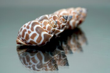 The shell of a snail, intricately spiraled and gleaming in the sunlight, serves as a natural...