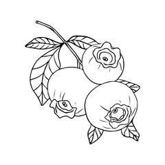 berries blueberries sketch freehand drawing