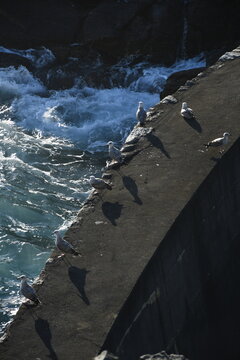 gaviotas en el dique