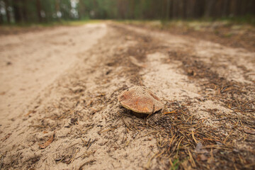 A leaf rests on the dirt road surface among grass and trees in the natural landscape, contrasting with the asphalt road nearby