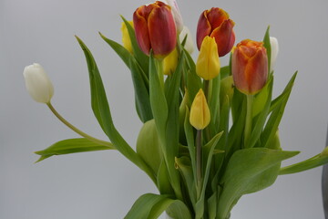 Festive bouquet of flowers, spring, bright flowers arranged in a glass glass. Composition of red, white, yellow tulips against the background of long, green leaves.