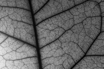 macro photo of an autumn dry tree leaf , black and white photo