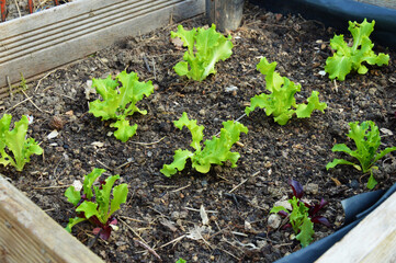 Potager avec semis et petites plantes de salades dans la terre.