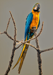 Arara Azul de Papo Amarelo