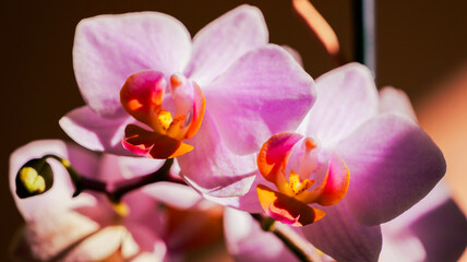 Closeup shot of orchid flowers in sunlight with a soft, blurred background