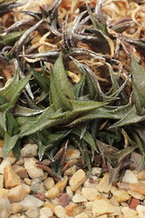 Green succulent plants growing in the desert garden.