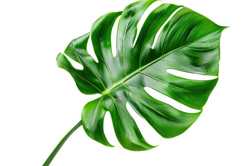 Monstera deliciosa leaf or Swiss cheese plant, isolated on transparent background