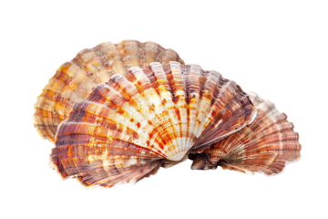 Shellfish isolated on transparent background
