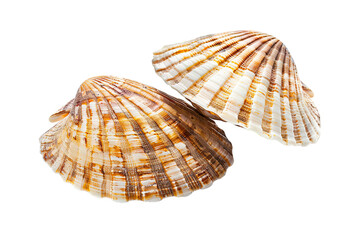 Shellfish isolated on transparent background