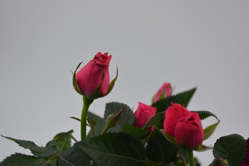 Festive bouquet of flowers, real live seedlings of dark red rose in a brown plastic pot.