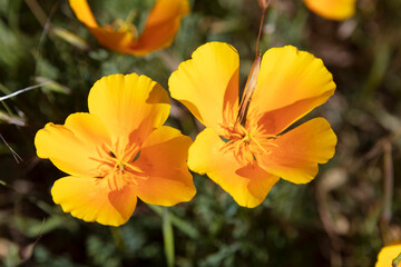 Obraz premium Eschscholzia flower close up