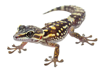 Naklejka premium Small thai gecko isolated on transparent background