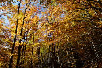 Autumn leaves on a tree in nature. Fall. Beautiful colors of the season change. Tranquility of golden light and shades. Calm moment in the forest. Vibrant colors.