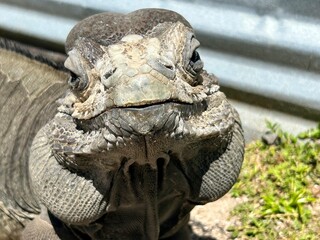 rhinoceros iguana