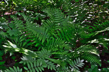 a green fern isolated in the forest wallpaper