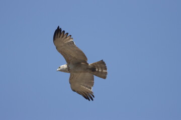 Short-toed Snake Eagle flying in the sky. Beautiful wall mounting picture of bird. wall canvas print. Seasonal greeting card background.