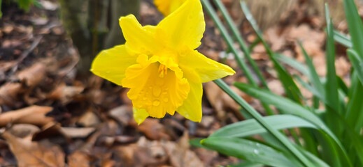 Yellow daffodils - daffodils - in spring at Easter