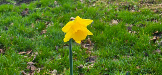 Yellow daffodils - daffodils - in spring at Easter