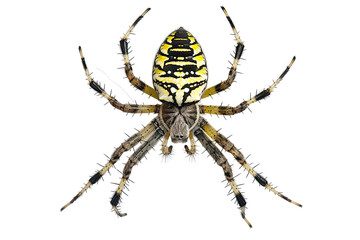 Wasp spider viewed from up high, Argiope bruennichi, isolated on transparent 