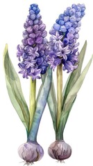 A painting of two purple hyacinth flowers with green leaves