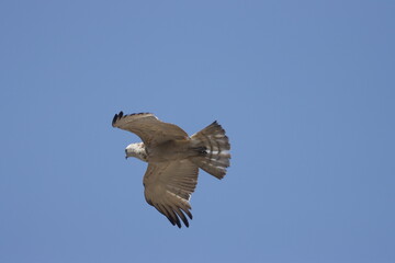 Short-toed Snake Eagle flying in the sky. Beautiful wall mounting picture of bird. wall canvas print. Seasonal greeting card background.