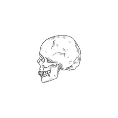 Human skull icon. Hand drawn skull isolated on white background