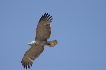 Short-toed Snake Eagle flying in the sky. Beautiful wall mounting picture of bird. wall canvas print. Seasonal greeting card background.