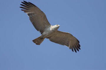 Short-toed Snake Eagle flying in the sky. Beautiful wall mounting picture of bird. wall canvas print. Seasonal greeting card background.