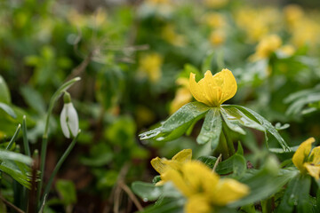 Winter aconite yellow flower with strong green petals. In flower in springtime UK. 